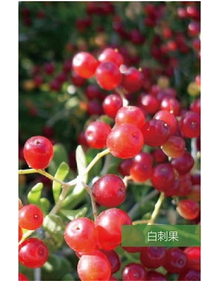標題：名貴樹種
瀏覽次數(shù)：1761
發(fā)表時間：2020-10-17