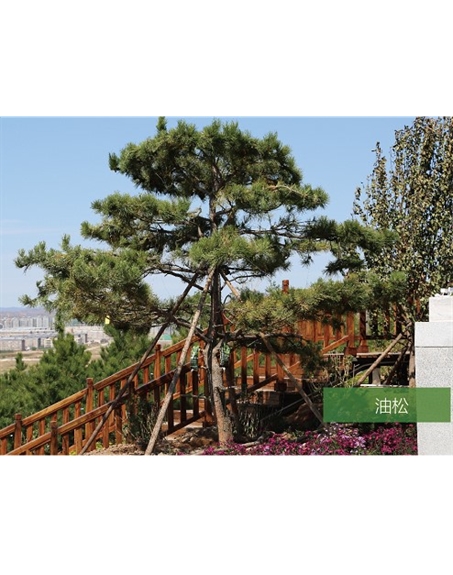 標(biāo)題：名貴樹(shù)種
瀏覽次數(shù)：1725
發(fā)表時(shí)間：2020-10-17