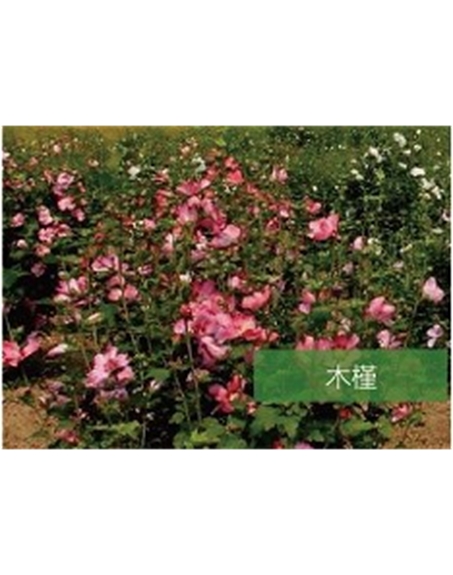 標題：喬灌木
瀏覽次數(shù)：1857
發(fā)表時間：2020-10-17