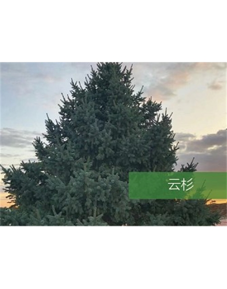 標題：喬灌木
瀏覽次數(shù)：2506
發(fā)表時間：2020-10-17