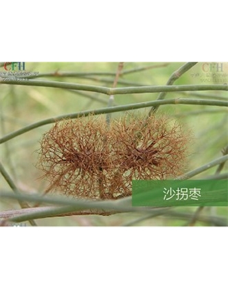 標(biāo)題：名貴樹種
瀏覽次數(shù)：1754
發(fā)表時間：2020-10-17