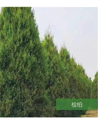 標(biāo)題：名貴樹(shù)種
瀏覽次數(shù)：1680
發(fā)表時(shí)間：2020-10-17