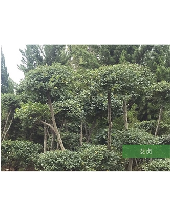 標(biāo)題：名貴樹(shù)種
瀏覽次數(shù)：1727
發(fā)表時(shí)間：2020-10-17