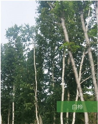 標(biāo)題：名貴樹(shù)種
瀏覽次數(shù)：1826
發(fā)表時(shí)間：2020-10-17