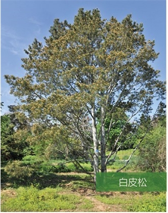 標(biāo)題：名貴樹種
瀏覽次數(shù)：2349
發(fā)表時(shí)間：2020-10-17