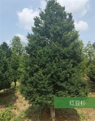 標(biāo)題：名貴樹種
瀏覽次數(shù)：2189
發(fā)表時(shí)間：2020-10-17