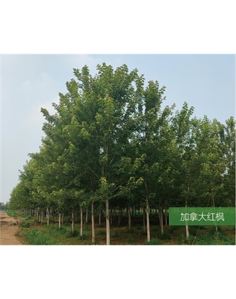 標(biāo)題：名貴樹種
瀏覽次數(shù)：2057
發(fā)表時(shí)間：2020-10-17